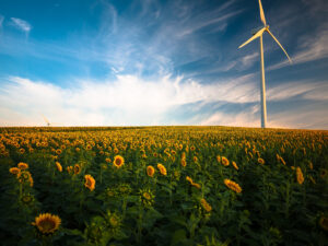 image of a sunflower field with a wind turbine