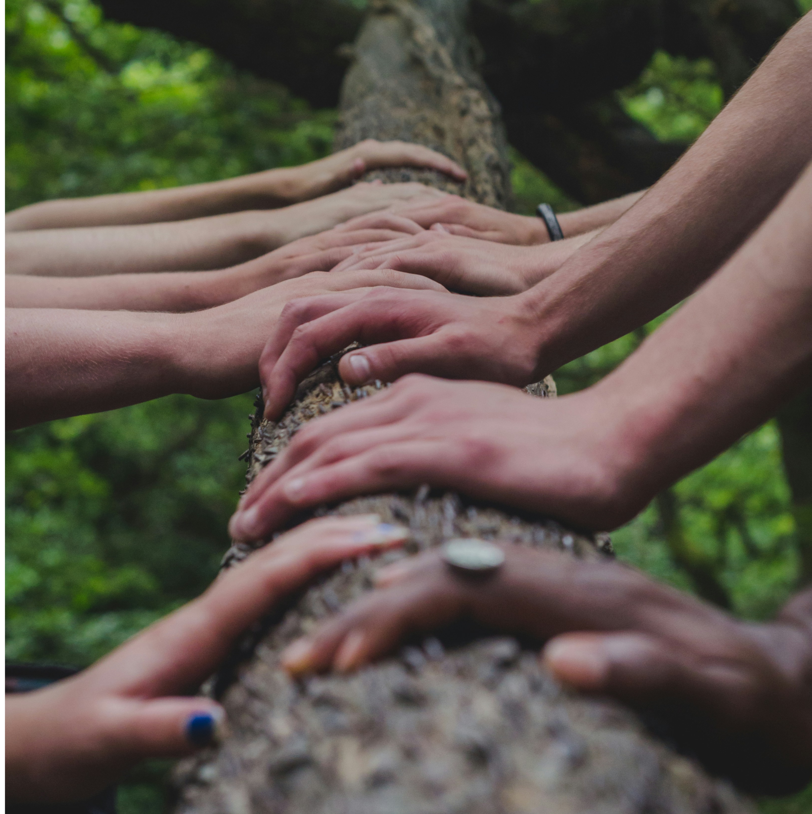 People's hands placed side by side along a tree bark, showing togetherness and care.